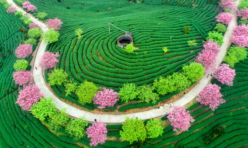 茶山春色，手機(jī)在線觀看的美好時(shí)光