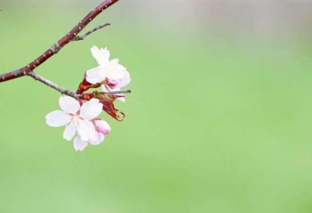 銀桃花貪歡，桃花盛宴中的情感糾纏在線閱讀